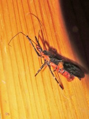 Zelus longipes