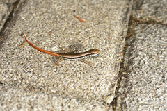 Sphenomorphus incognitus