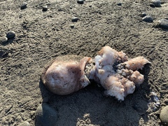 Enteroctopus dofleini