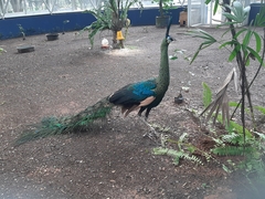 Pavo muticus