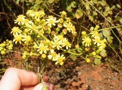 Senecio polyanthemoides