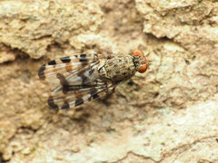 Pseudotephritis approximata