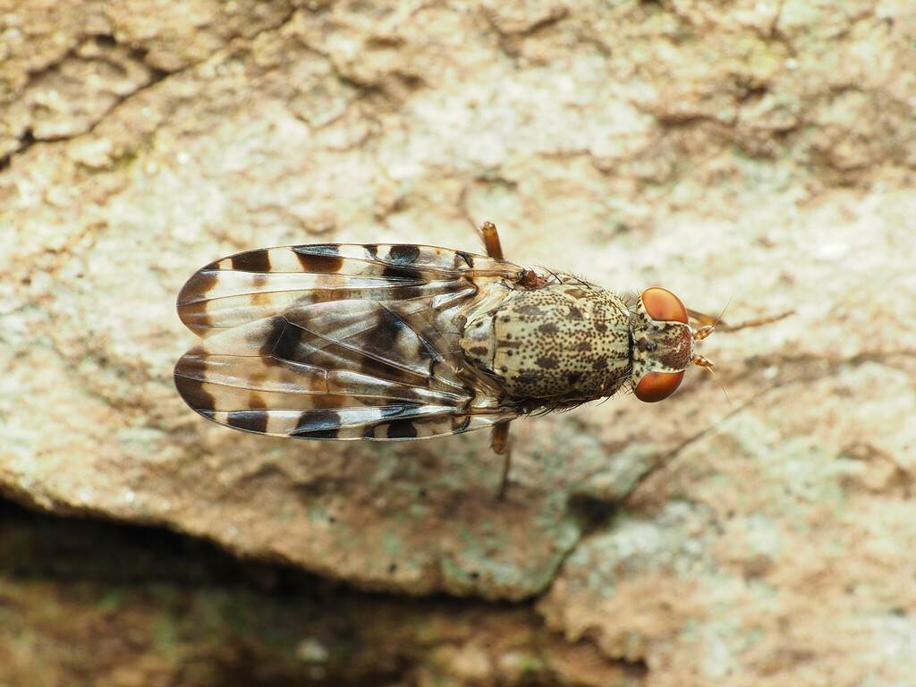 Pseudotephritis approximata