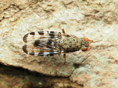 Pseudotephritis approximata