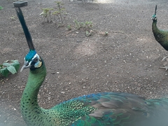 Pavo muticus