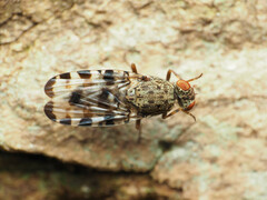 Pseudotephritis approximata