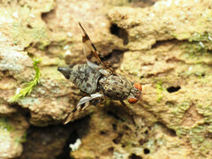 Pseudotephritis approximata