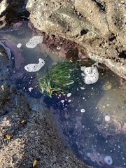 Phyllospadix torreyi