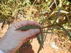 Senecio polyanthemoides
