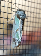 Cosmodes elegans