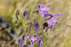 Leucocoryne violacescens