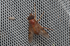 Tabanidae