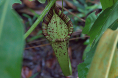 Nepenthes rafflesiana