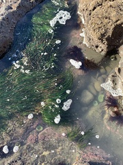 Calliarthron tuberculosum