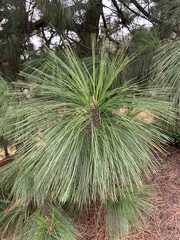 Pinus montezumae