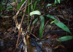 Nepenthes rafflesiana
