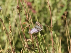 Burnsius communis