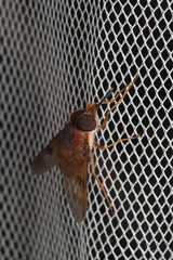 Tabanidae