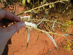 Senecio polyanthemoides
