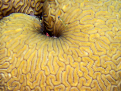 Coryphopterus lipernes