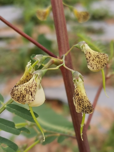 Sesbania bispinosa iNat (2)