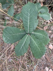 Quercus crassifolia