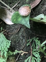 Plectotropis mackensii