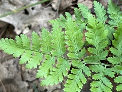 Dryopteris campyloptera