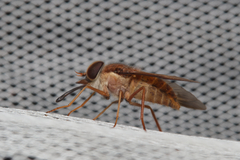 Tabanidae