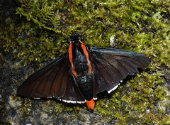 Pyrrhopyge decipiens