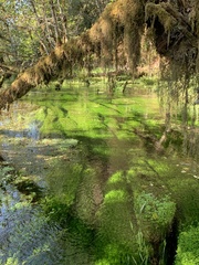 Callitriche palustris