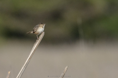 Cistothorus platensis