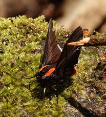 Pyrrhopyge decipiens