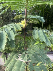 Paraserianthes