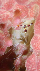 Stenopus hispidus