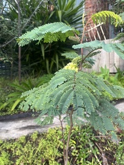 Paraserianthes