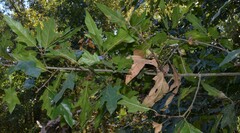 Quercus × ludoviciana