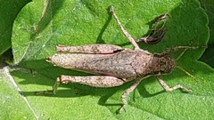 Ronderosia bergii