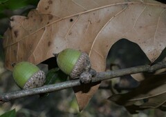 Quercus × ludoviciana