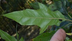 Quercus × ludoviciana
