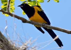Icterus wagleri