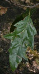 Quercus × ludoviciana