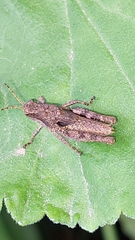 Ronderosia bergii