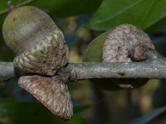 Quercus × ludoviciana