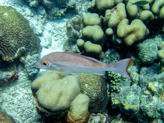 Colpophyllia natans