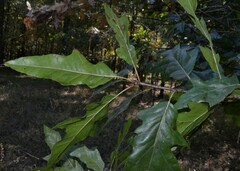 Quercus × ludoviciana