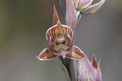 Calochilus imberbis
