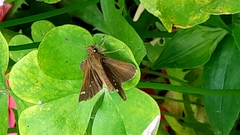 Cymaenes odilia