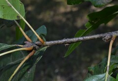 Quercus × ludoviciana