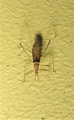 Sastrapada australica